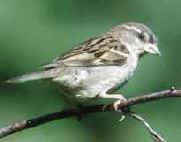 moineau.jpg (3520 octets)