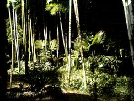 bambou.gif (41144 octets)