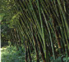 introbam.jpg (6572 octets)