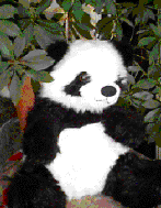 panda.gif (21584 octets)