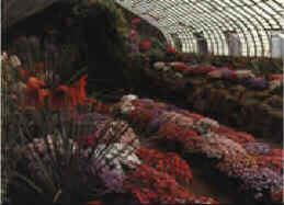 serre-2.jpg (6823 octets)